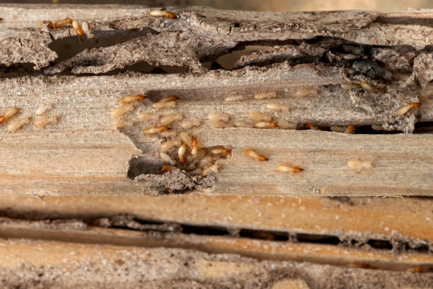 Best Exterminator Services  in Litchfield, MN