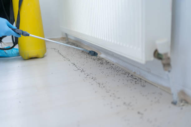 Flea Control Services in Litchfield, MN